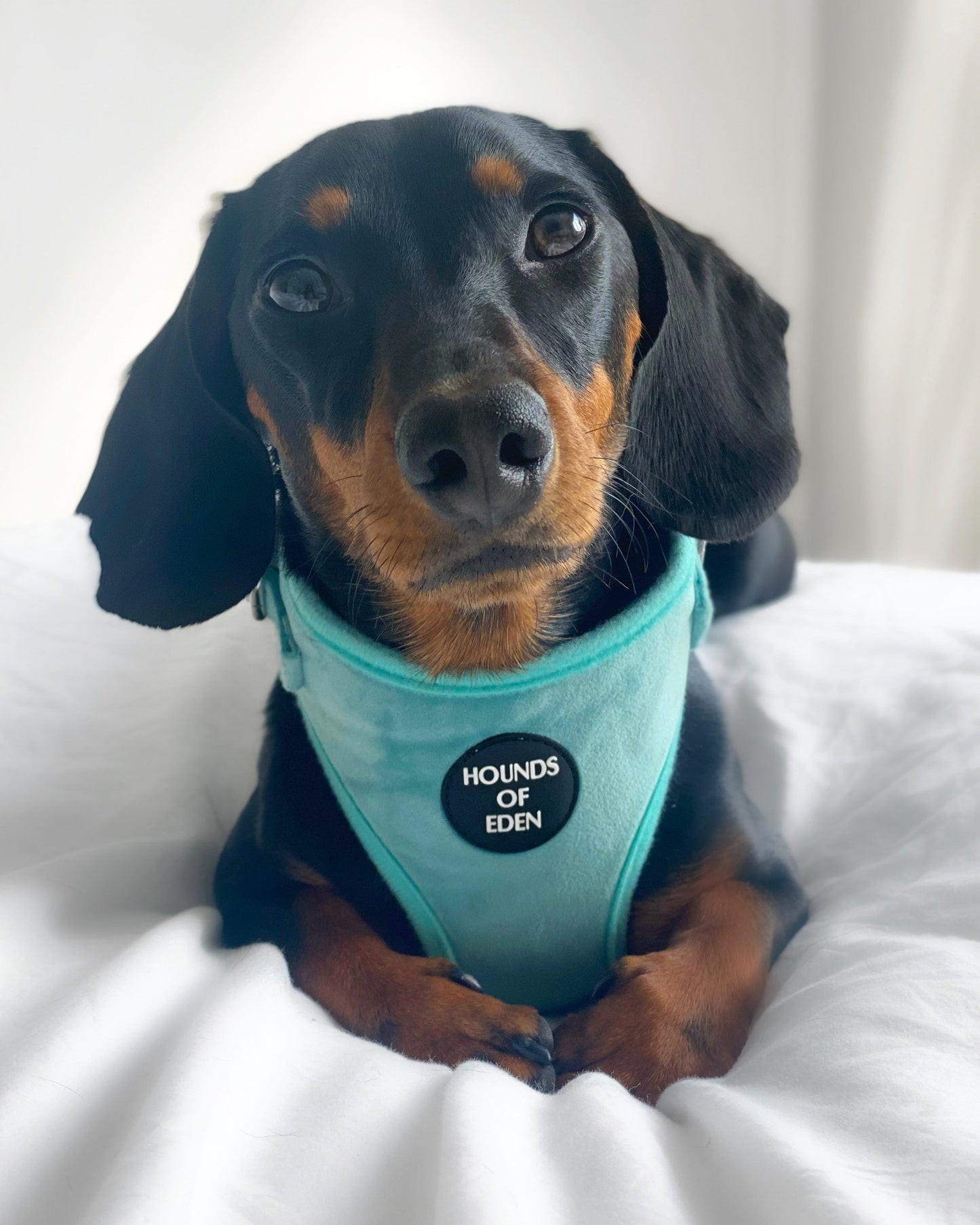 Tiffany's - Light Teal Velvet Dog Harness with Silver Metal Hardware - The Bark Market