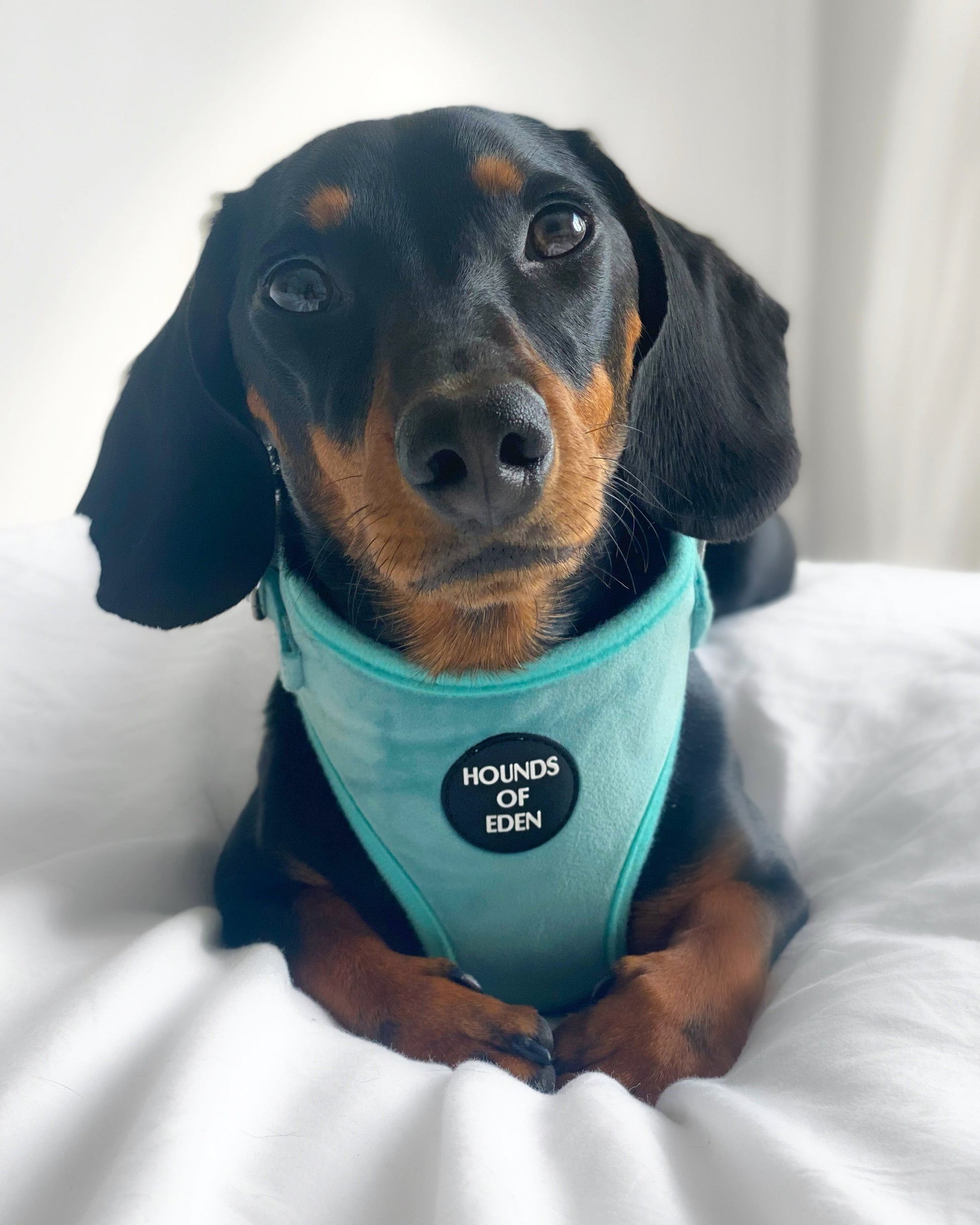 Tiffany's - Light Teal Velvet Dog Harness with Silver Metal Hardware - The Bark Market