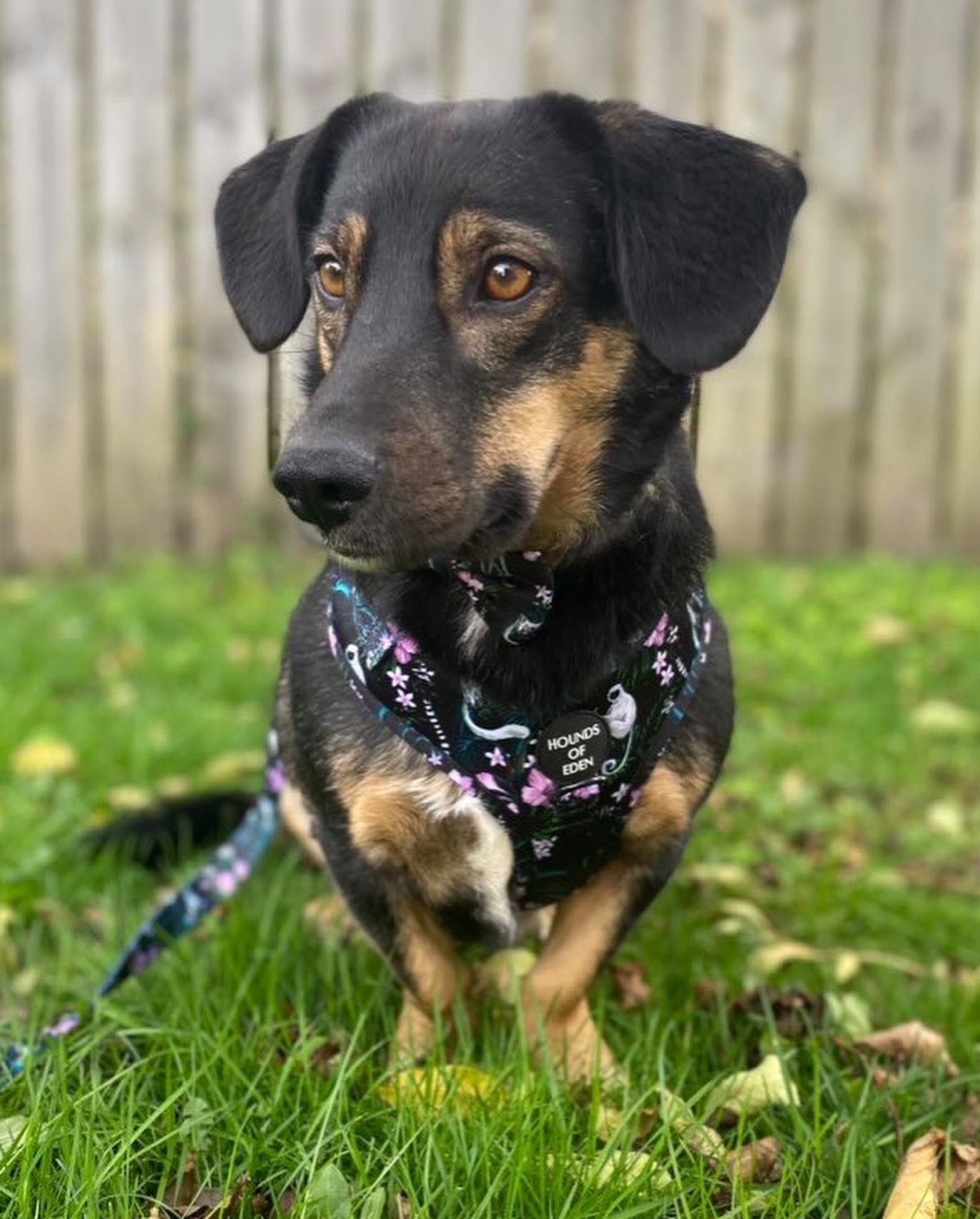 Midnight Madagascar Design Dog Harness - The Bark Market