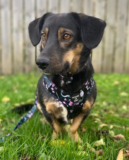 Midnight Madagascar Design Dog Harness - The Bark Market