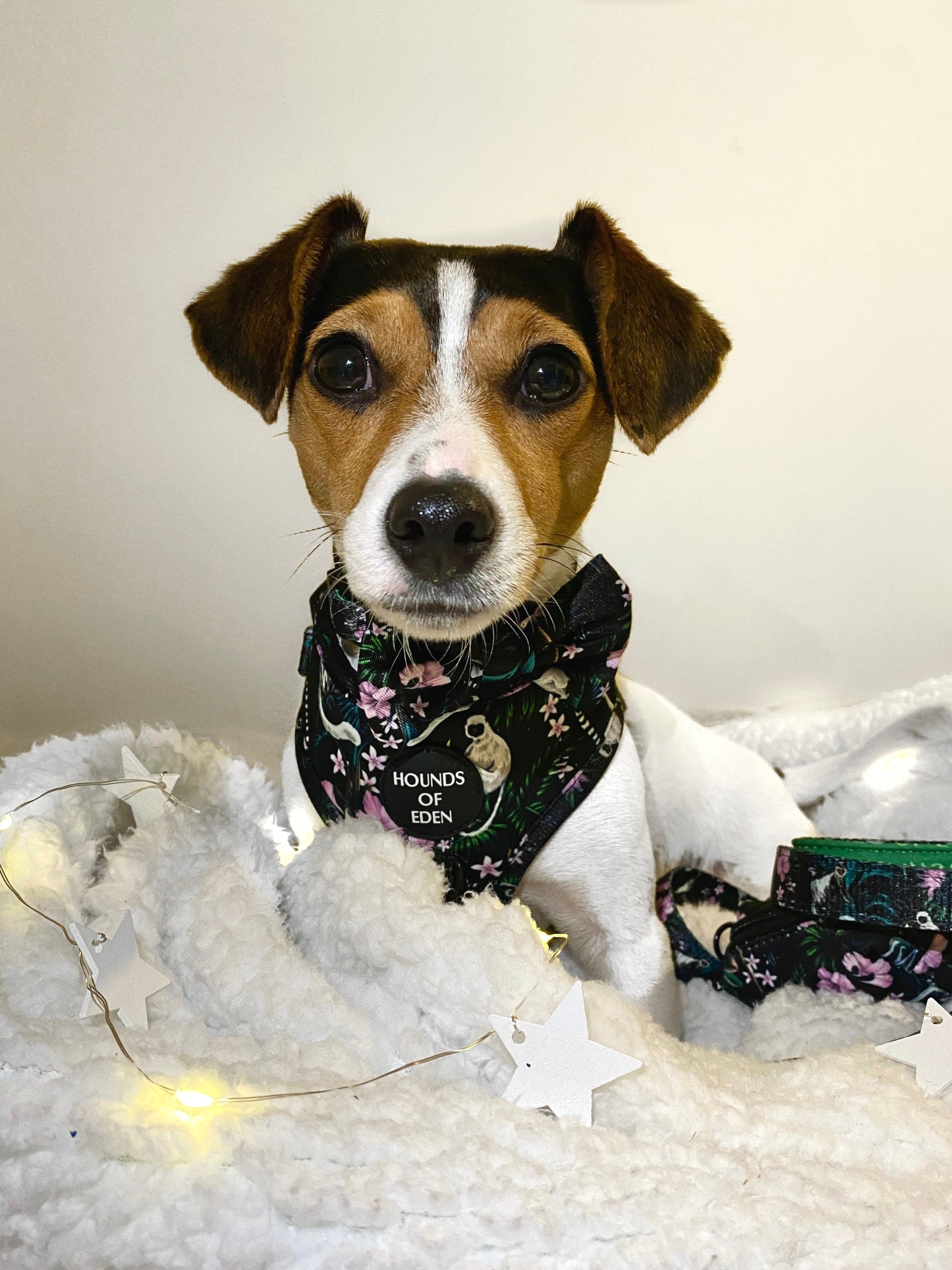 Midnight Madagascar Design Dog Harness - The Bark Market
