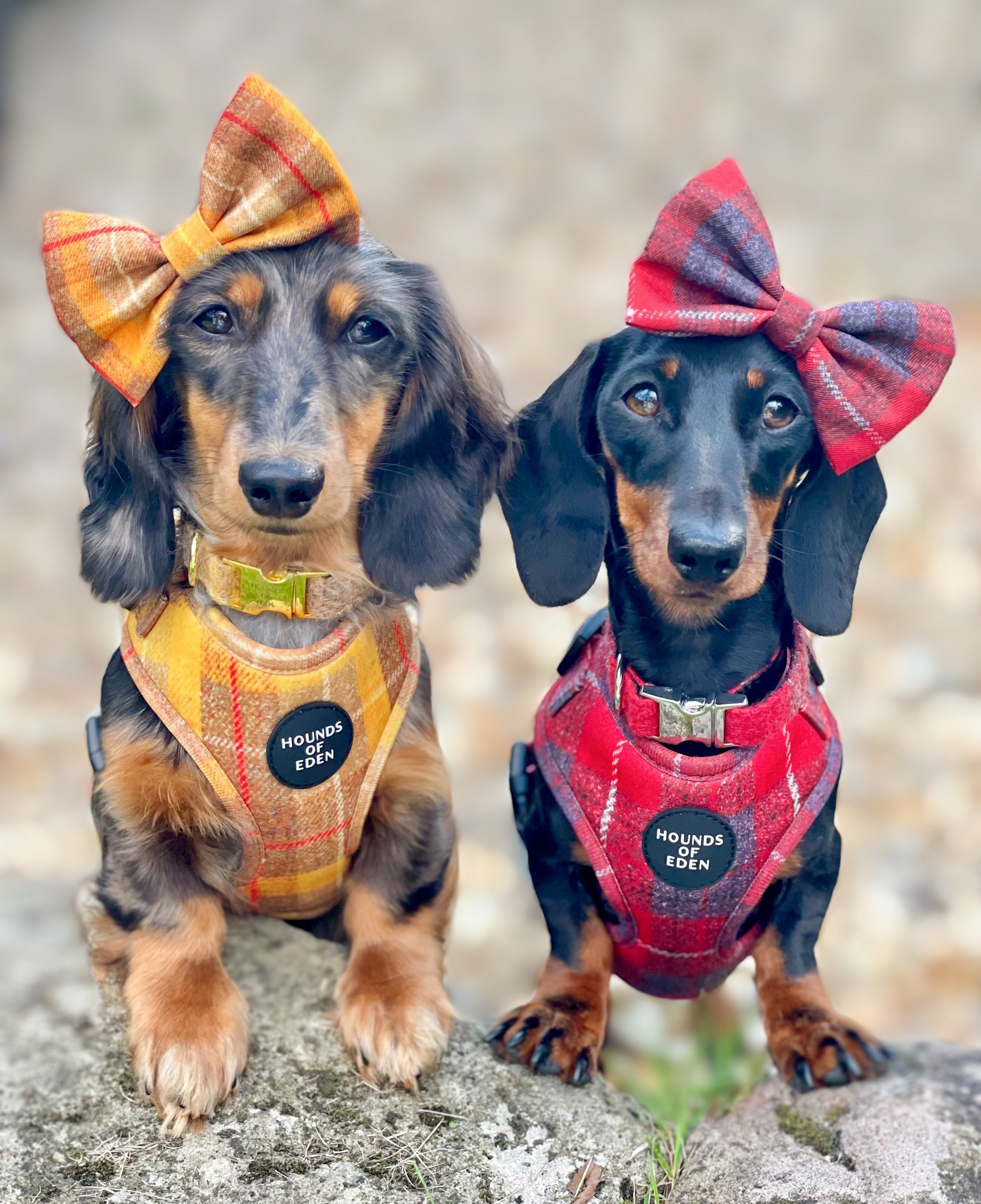 'Sammi' - Red & Grey Check Dog Harness - The Bark Market