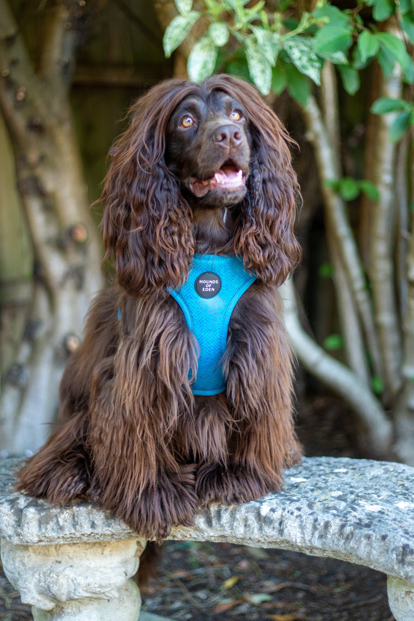 'Bruce' - Blue & Teal Herringbone Dog Harness - The Bark Market
