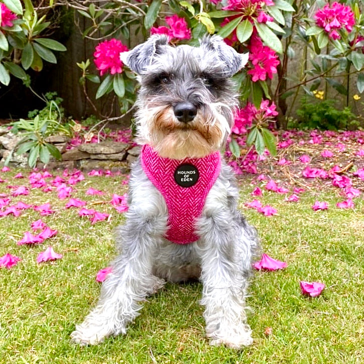 'Bella' - Pink Herringbone Dog Harness - The Bark Market