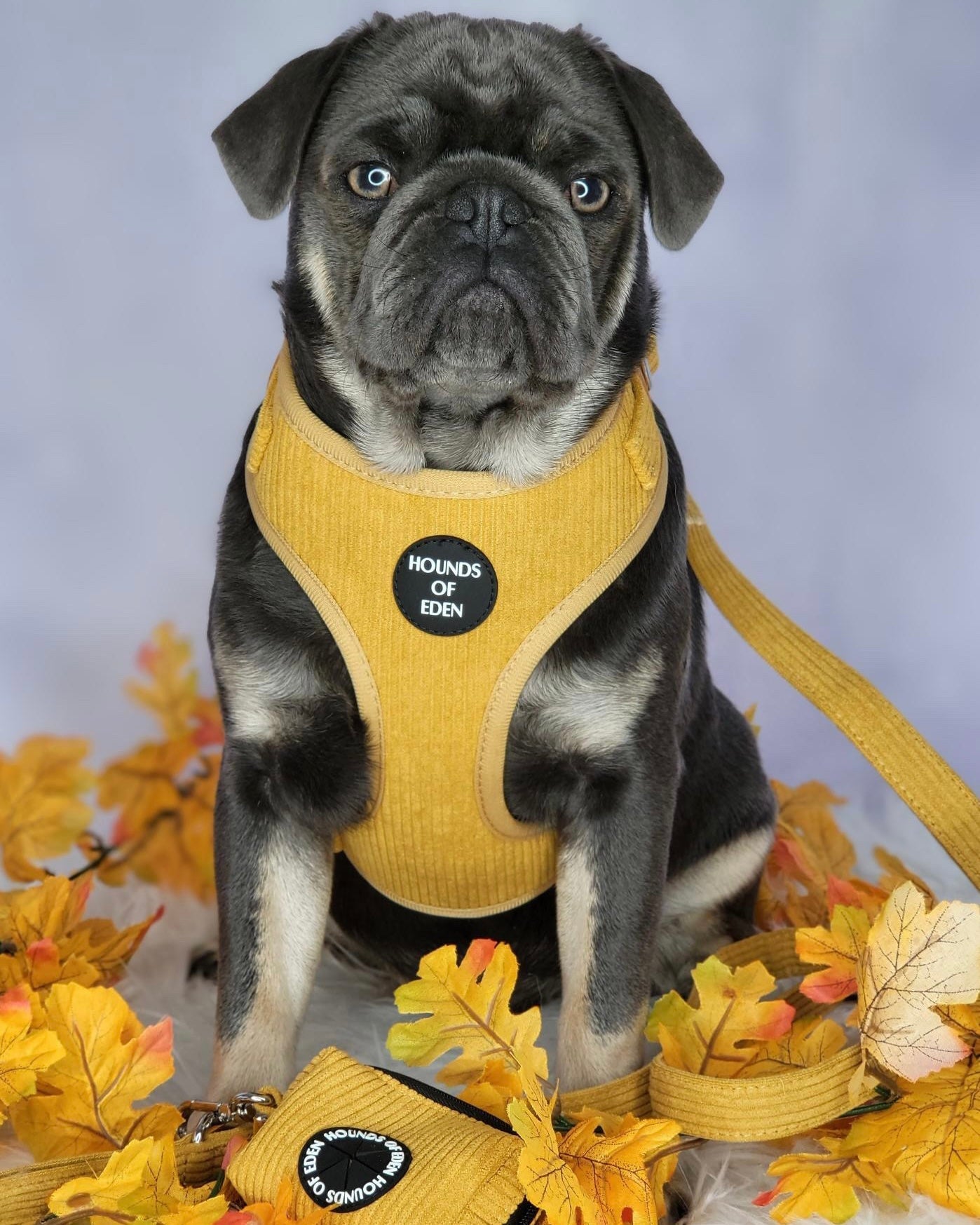 Mustard Yellow Corduroy Harness - The Bark Market