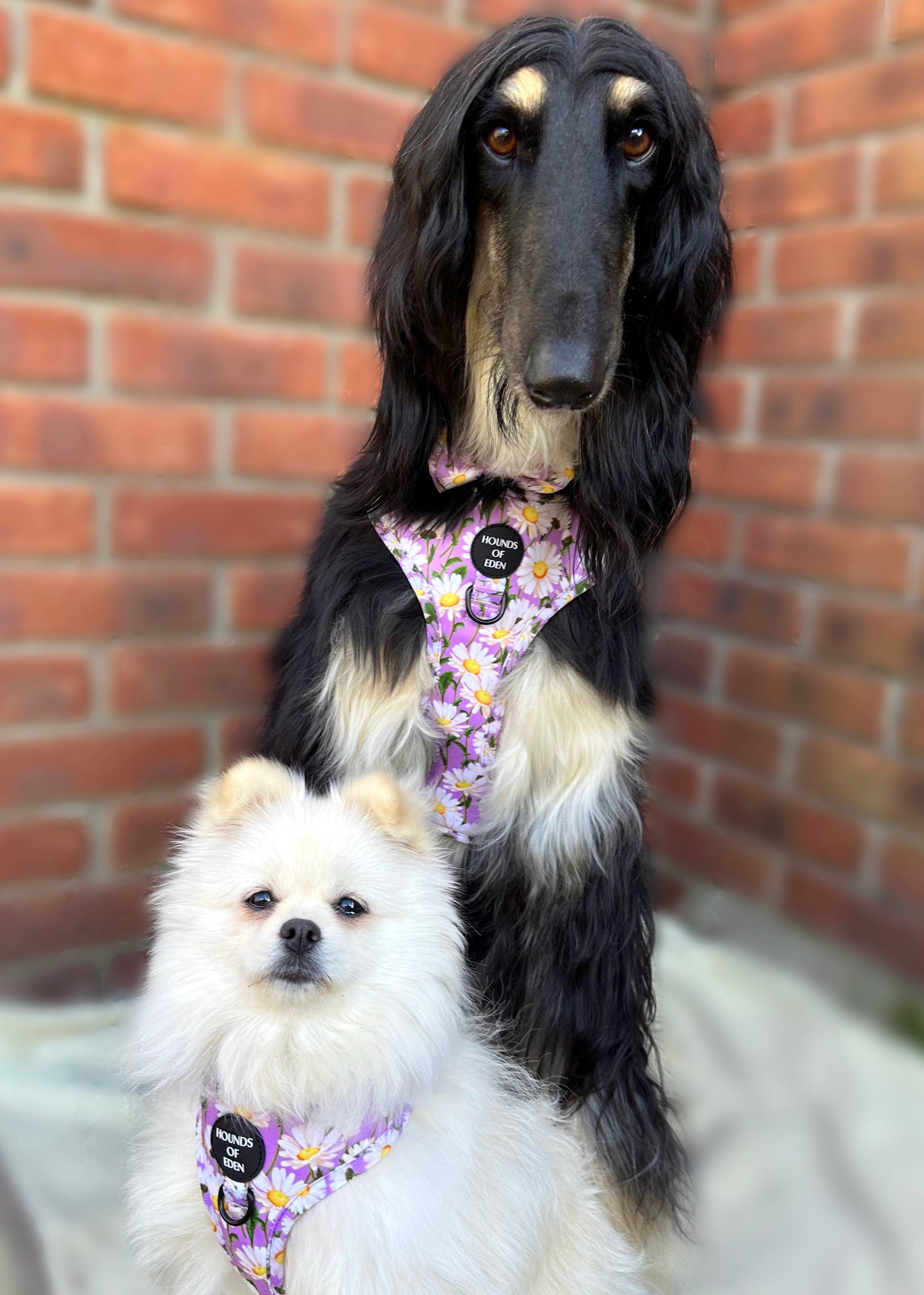 Daisy Dreams Design Dog Harness - The Bark Market
