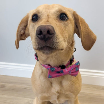 Peacock Power Dog Collar: Stylish, Durable, and Comfortable for Your Dog - The Bark Market