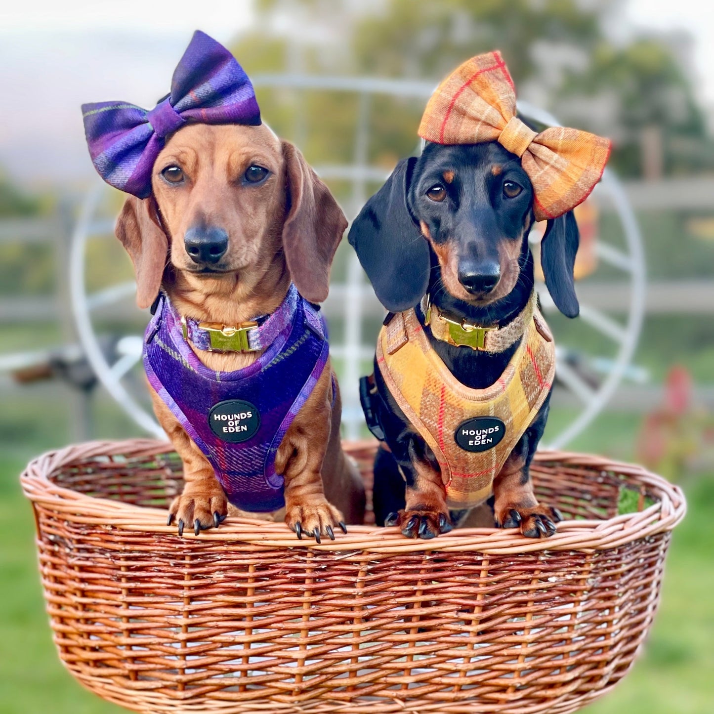 'Molly' - Pink & Purple Check Dog Harness - The Bark Market