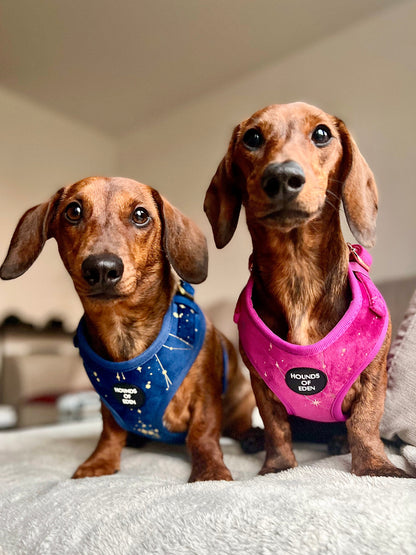 Magenta Sky Velvet Harness - The Bark Market