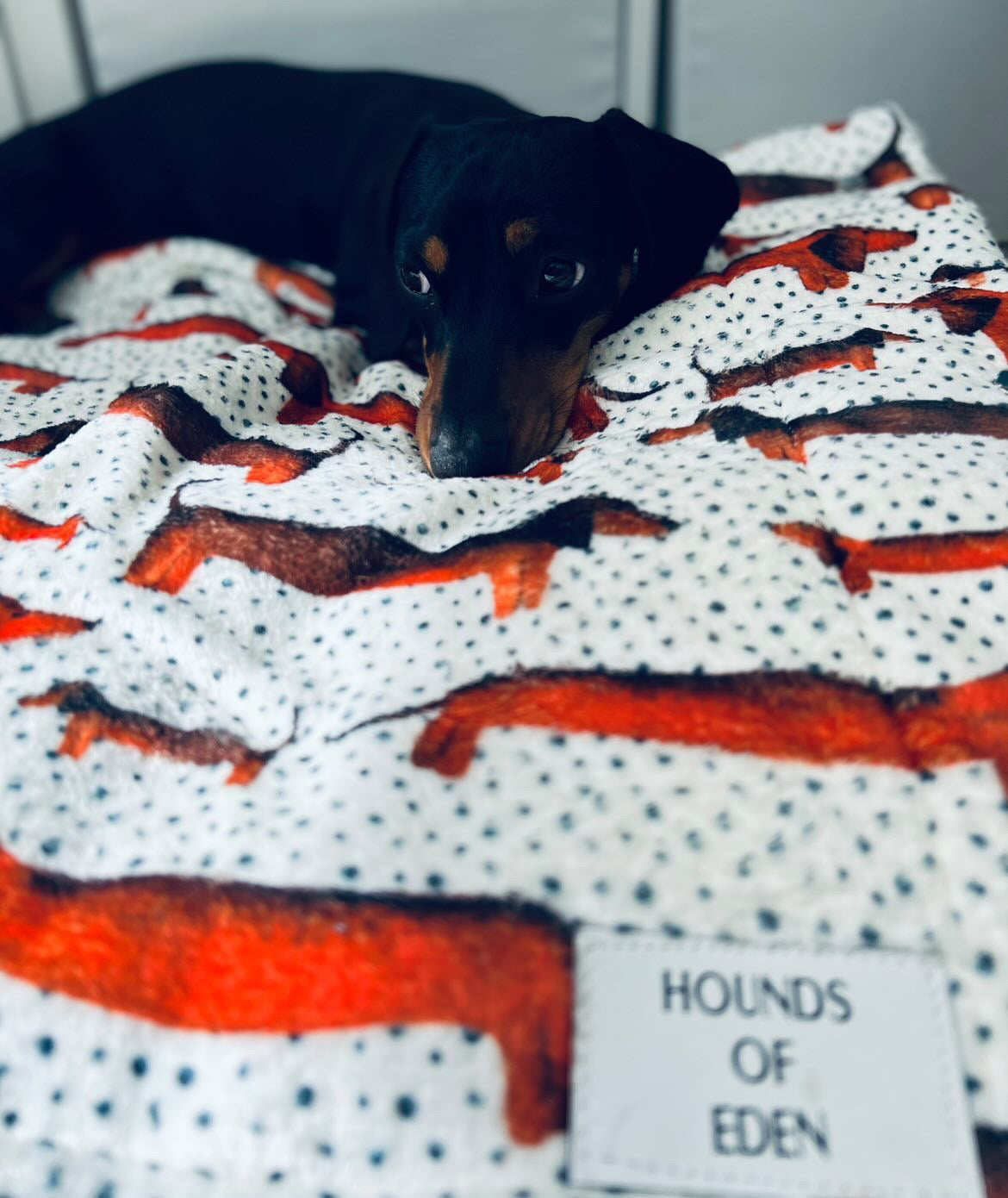 Sizzlin' Sausages Dog Snuggle Blanket - The Bark Market