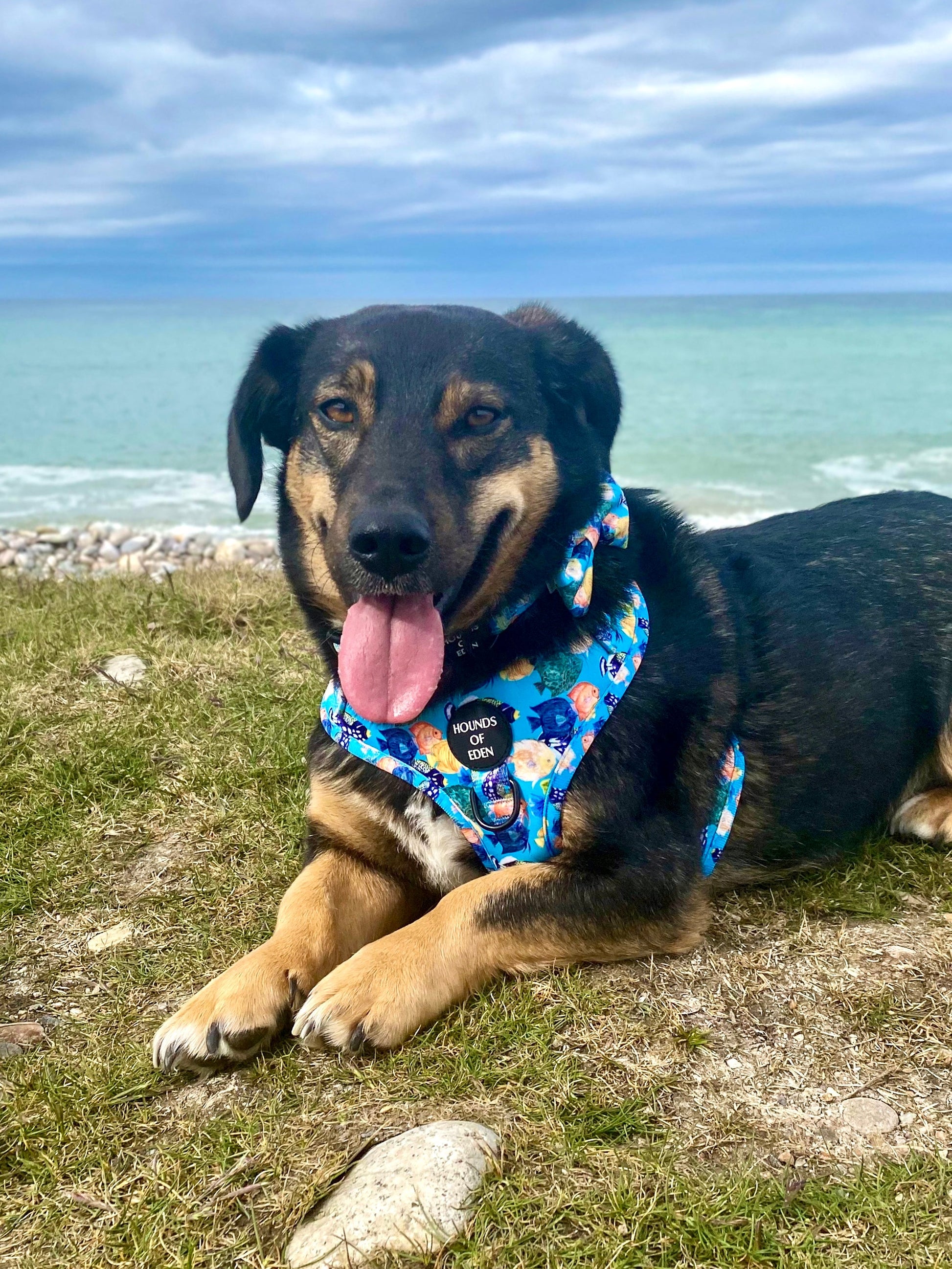 Under The Sea Design Dog Bow Tie - The Bark Market