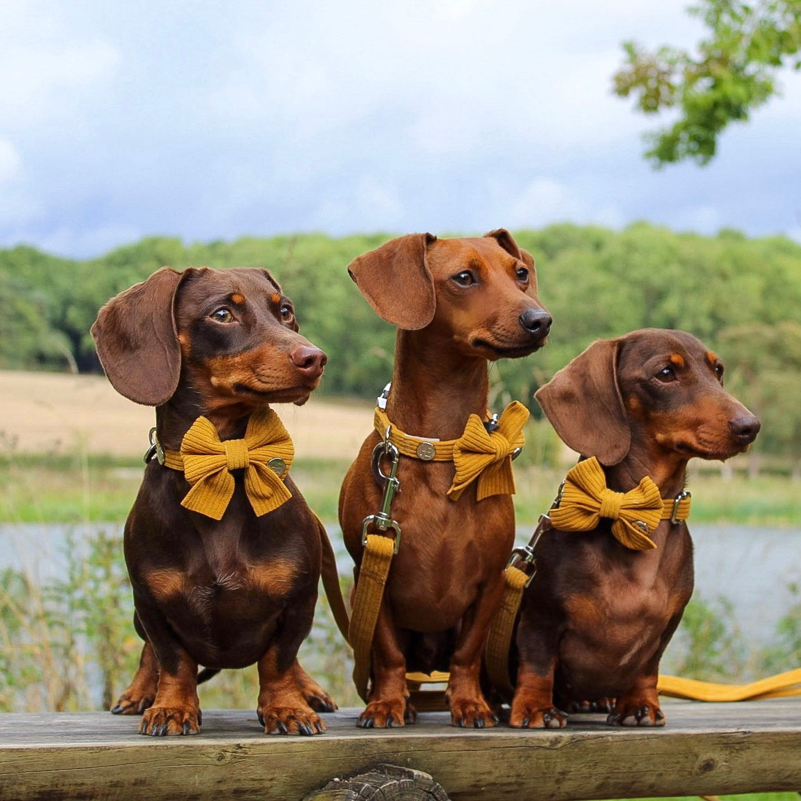 Mustard Yellow Corduroy Harness - The Bark Market