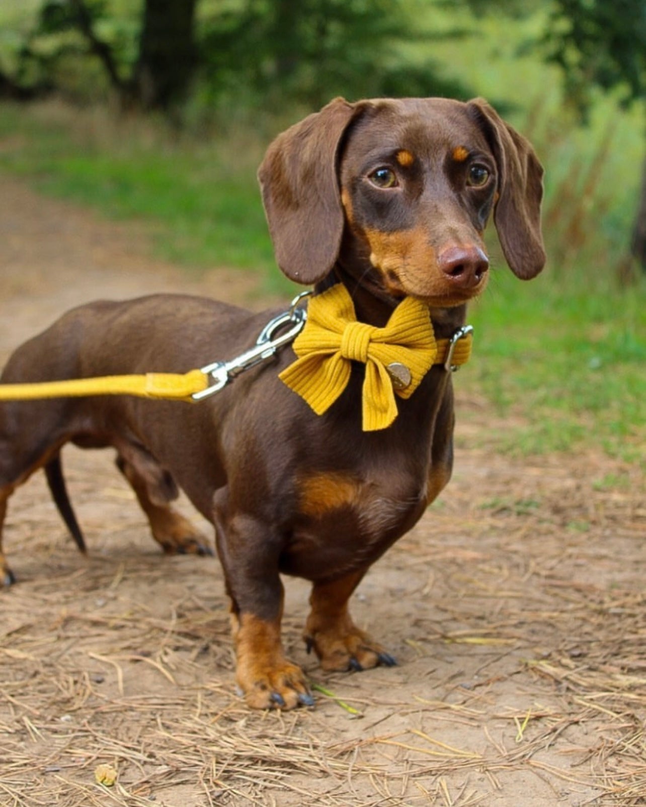 Mustard Yellow Corduroy Poop Bag/Treat Holder - The Bark Market