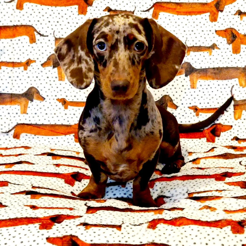 Sizzlin' Sausages Dog Snuggle Blanket - The Bark Market