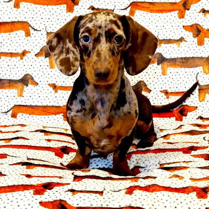 Sizzlin' Sausages Dog Snuggle Blanket - The Bark Market