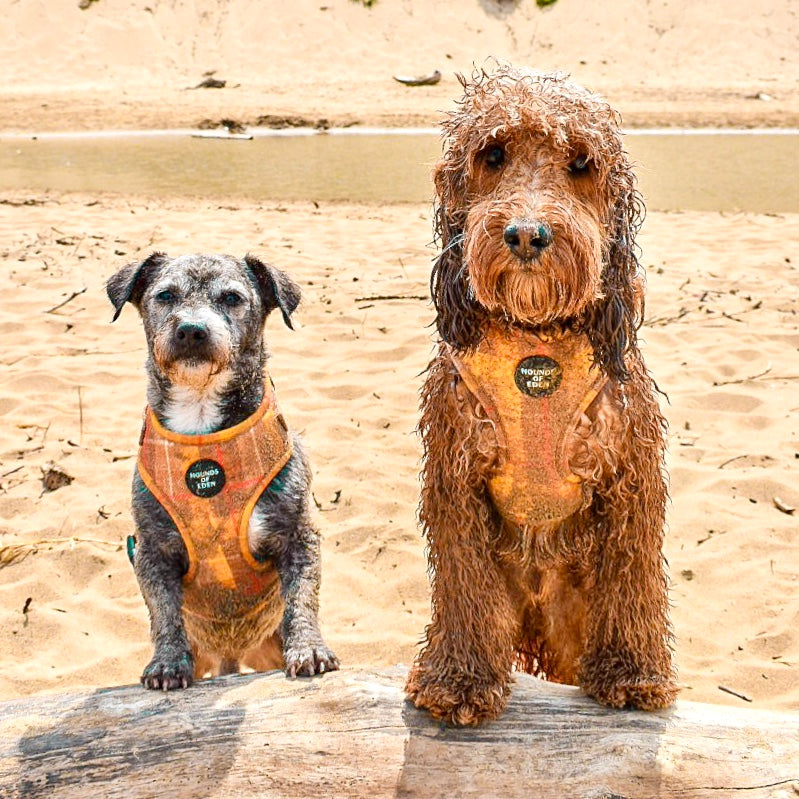 'Honey' - Yellow Check Dog Harness - The Bark Market