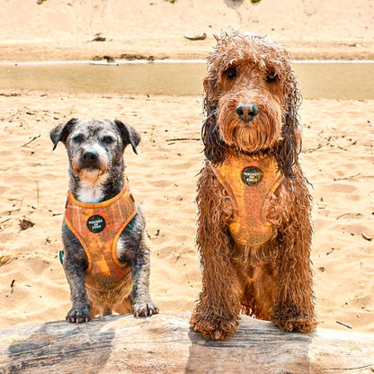 'Honey' - Yellow Check Dog Harness - The Bark Market