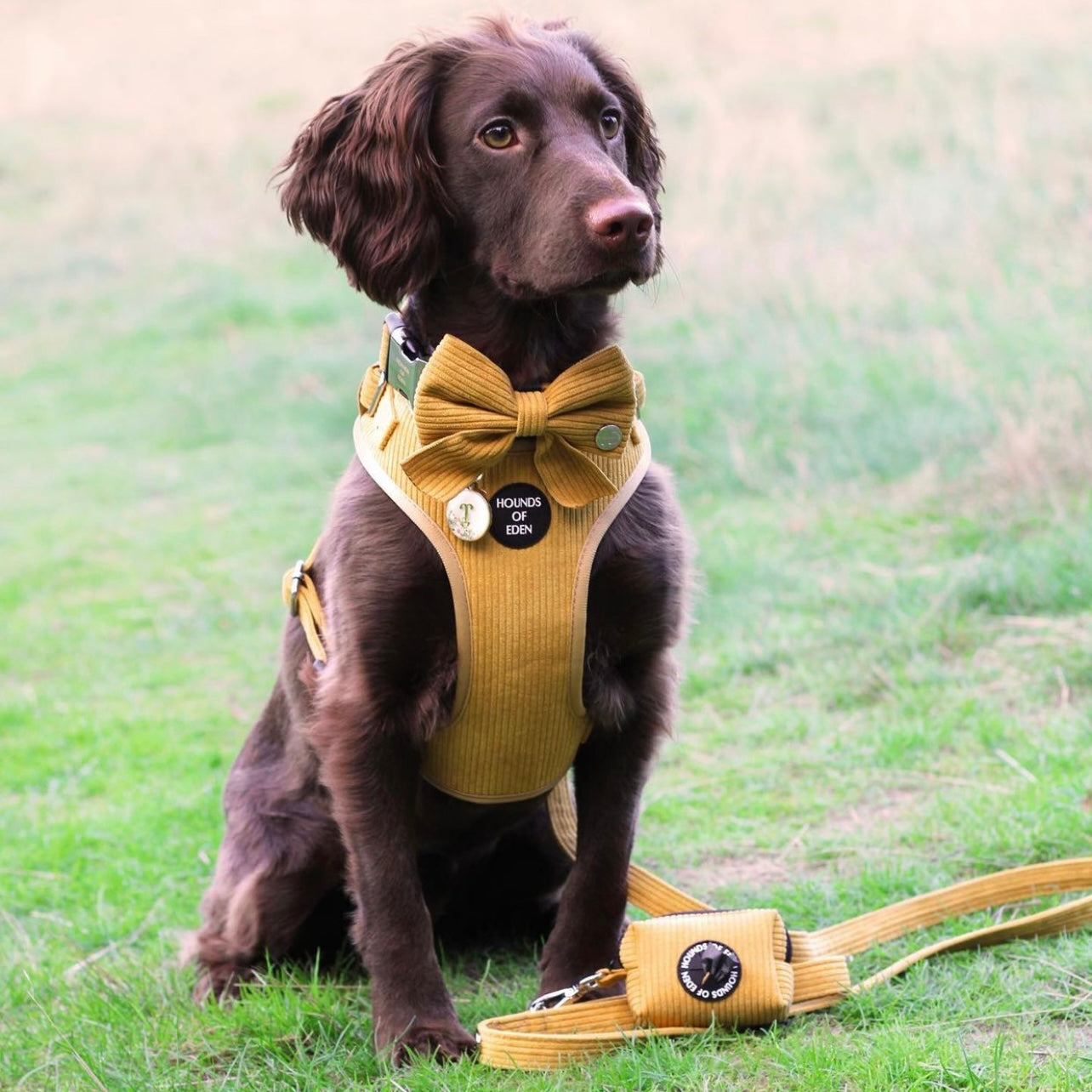 Mustard Yellow Corduroy Harness - The Bark Market