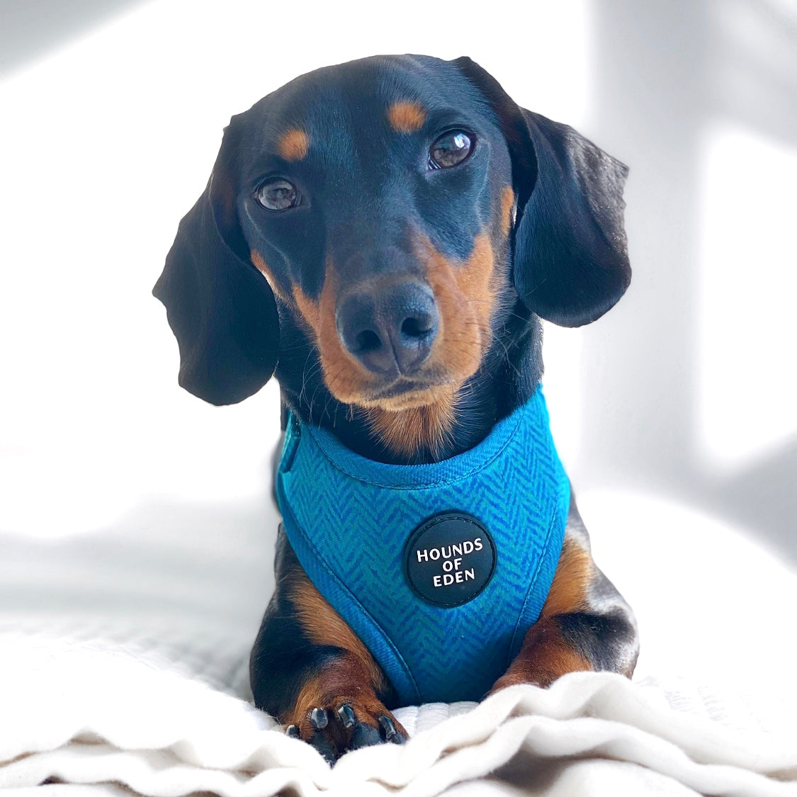 'Bruce' - Blue & Teal Herringbone Dog Harness - The Bark Market