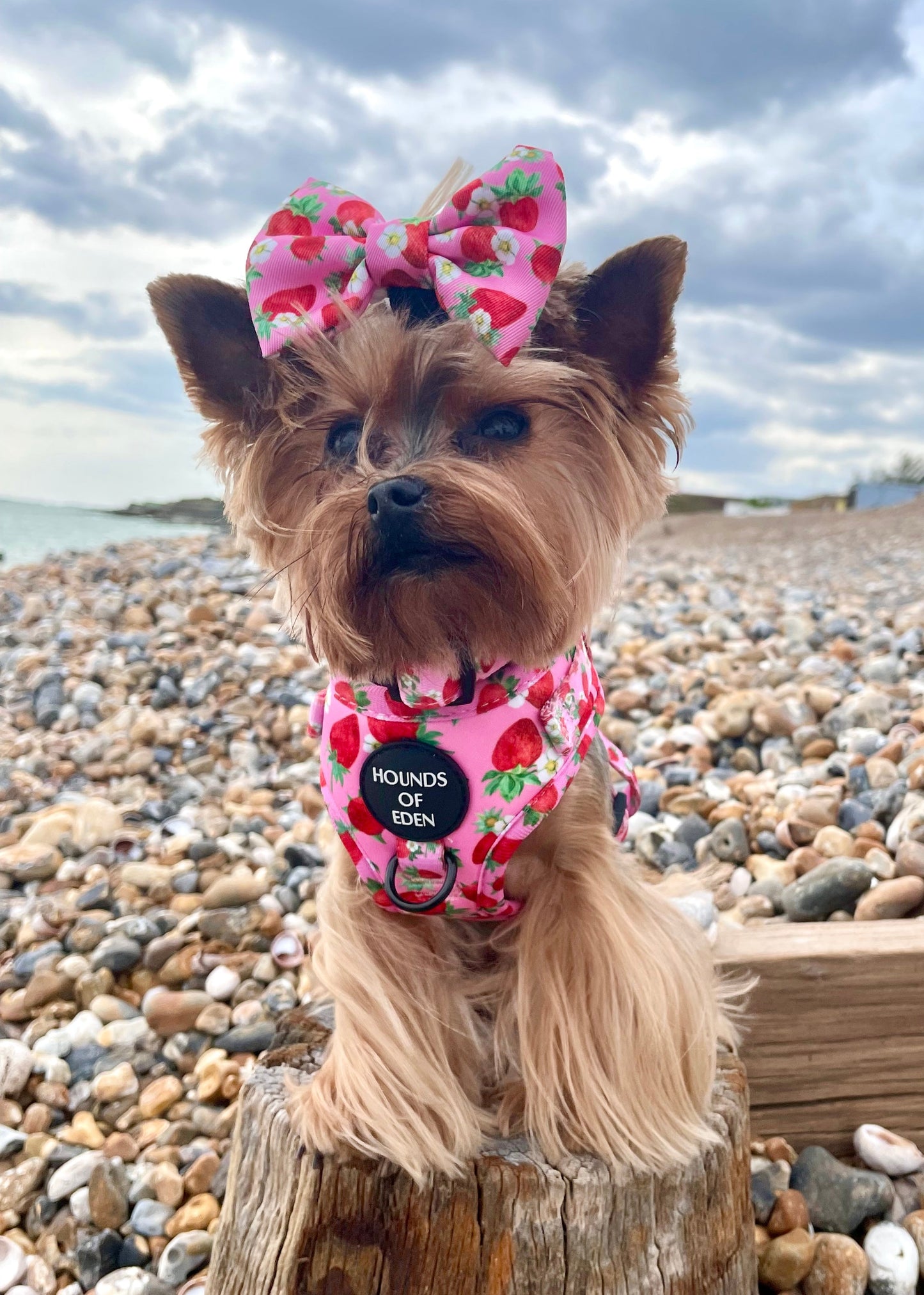 Strawberry Patch Design Dog Harness - The Bark Market
