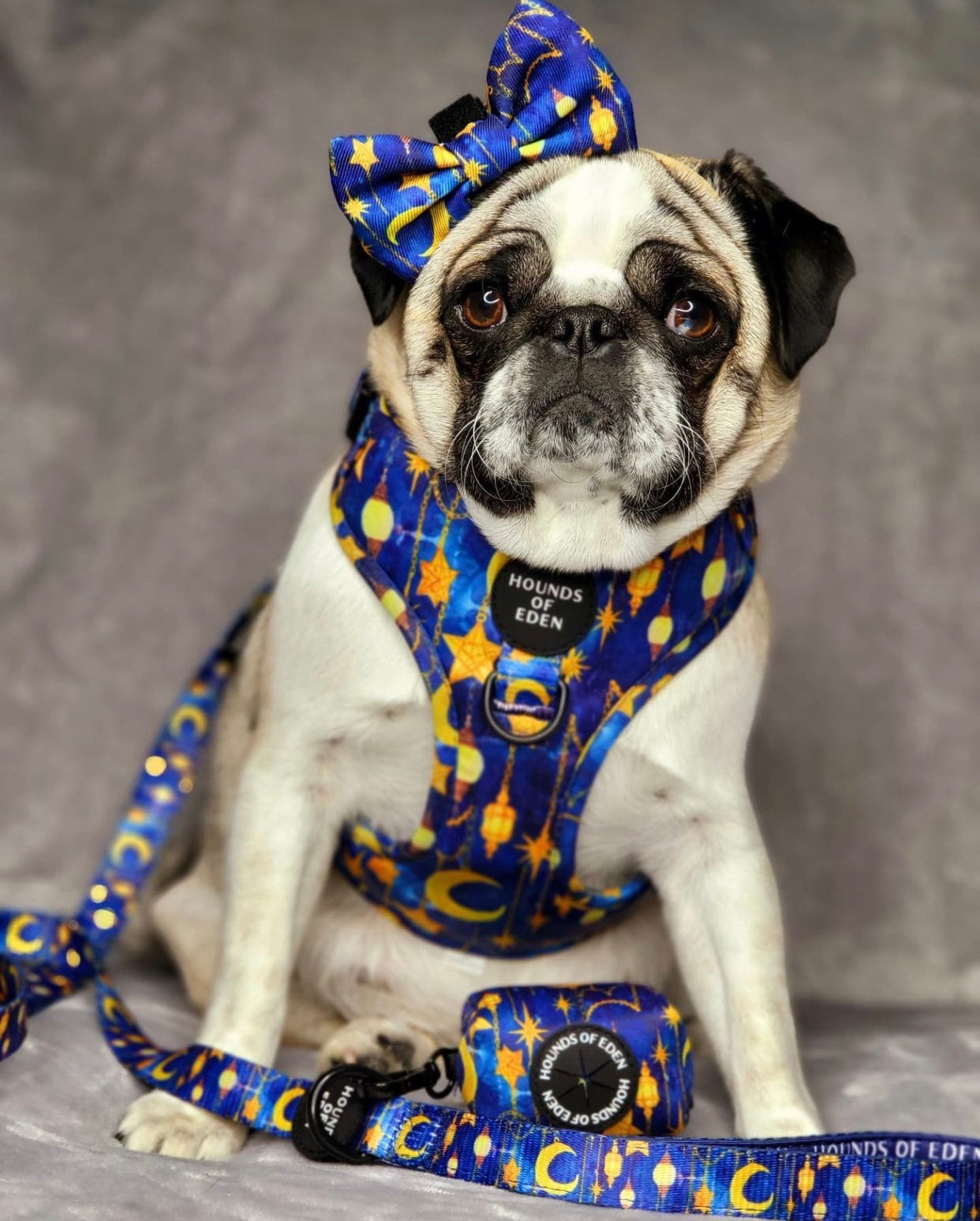 Arabian Nights - Blue and Gold Dog Harness - The Bark Market
