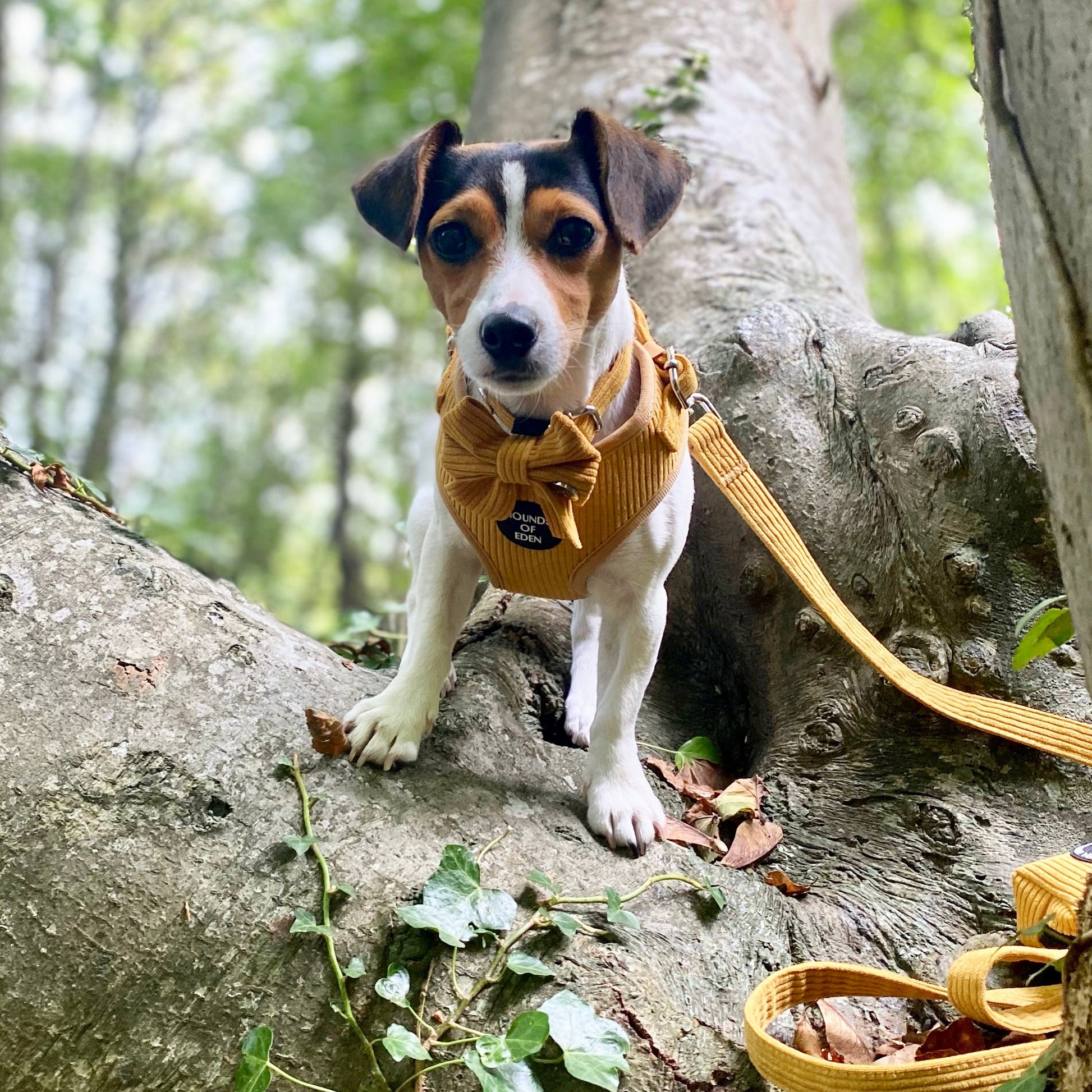 Mustard Yellow Corduroy Harness - The Bark Market