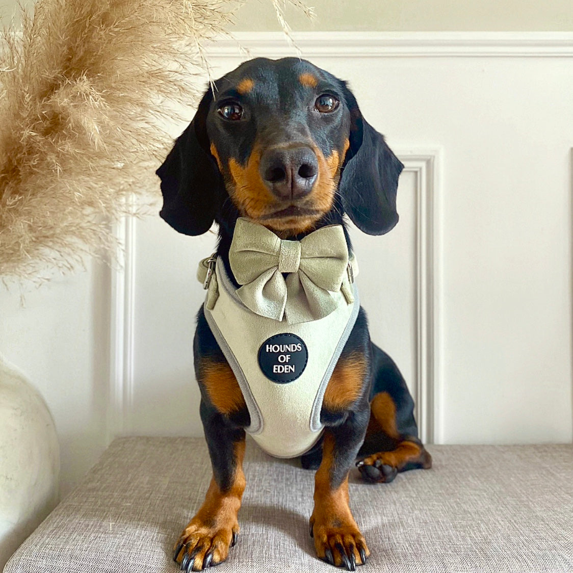 Sage Mist - Green Velvet Bow Tie - The Bark Market