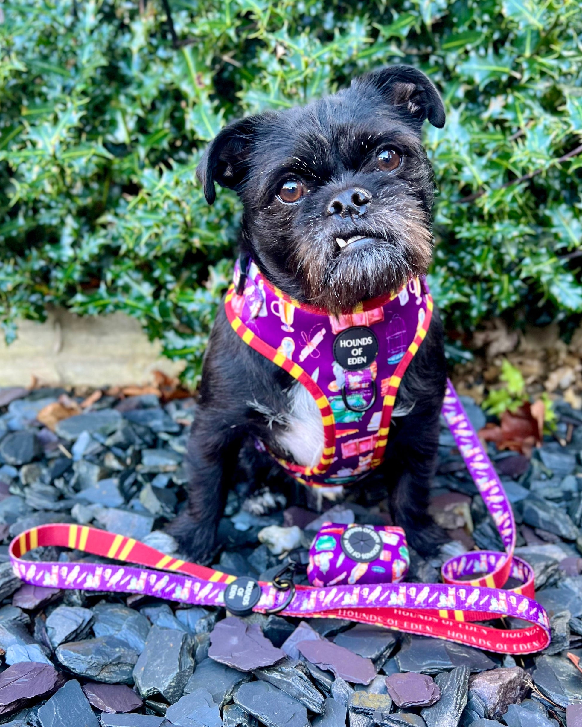 Harry Pawter Design Dog Harness - The Bark Market