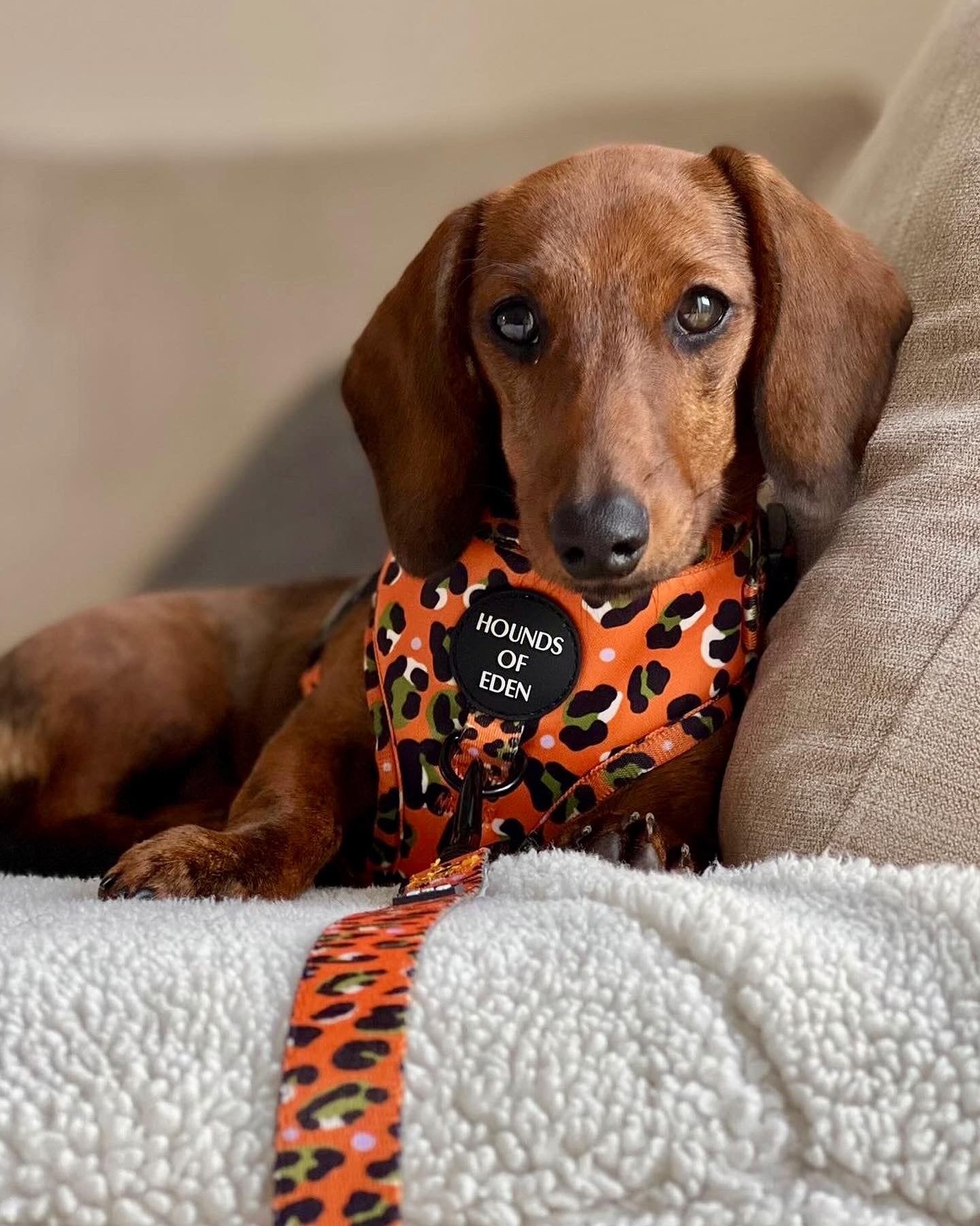 Burnt Orange Leopard Design Dog Harness - The Bark Market