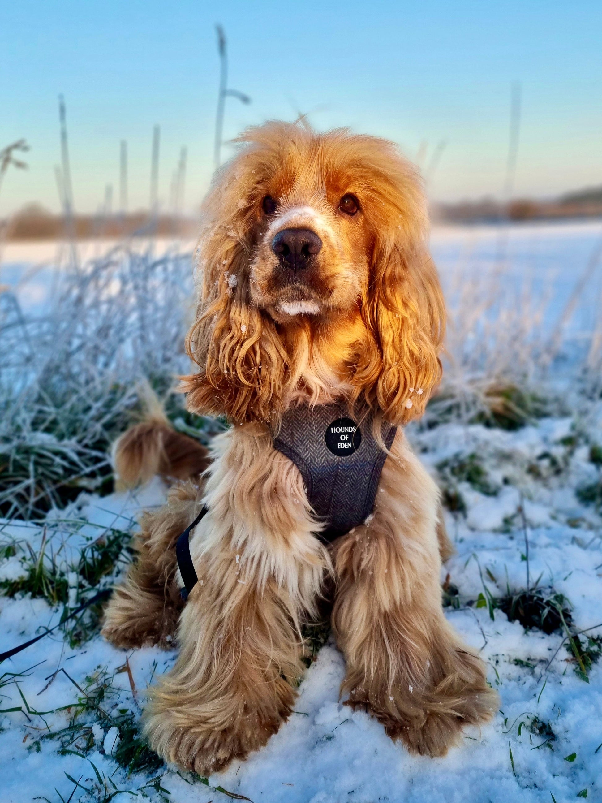 Max Tweed Effect Harness - The Bark Market