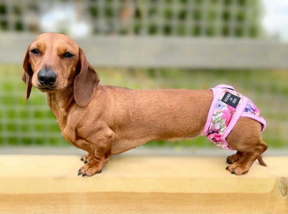 'Florentina' - Dog Season Hygiene Panties - The Bark Market