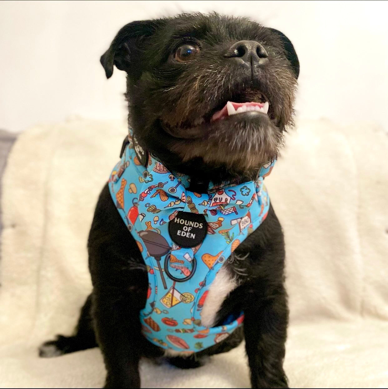 Grill 'n' Chill - Dog Harness - The Bark Market