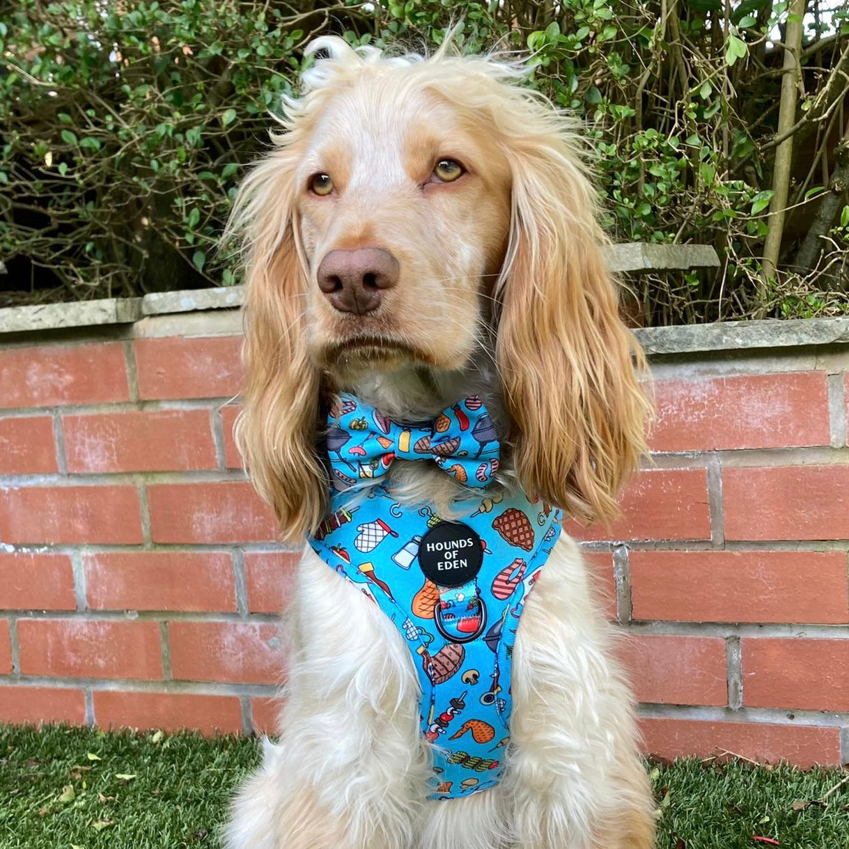 Grill 'n' Chill - Dog Harness - The Bark Market