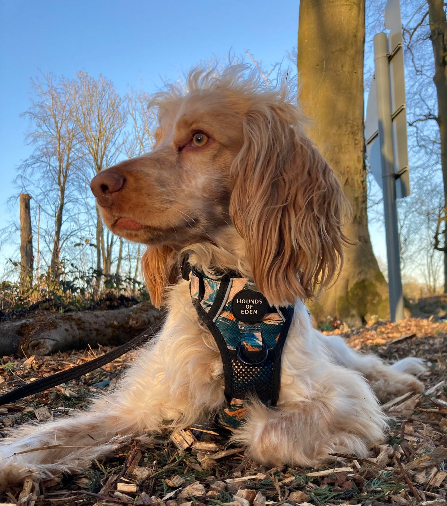 Supaw Strong™ 'Brush It Off' Utility Harness - The Bark Market