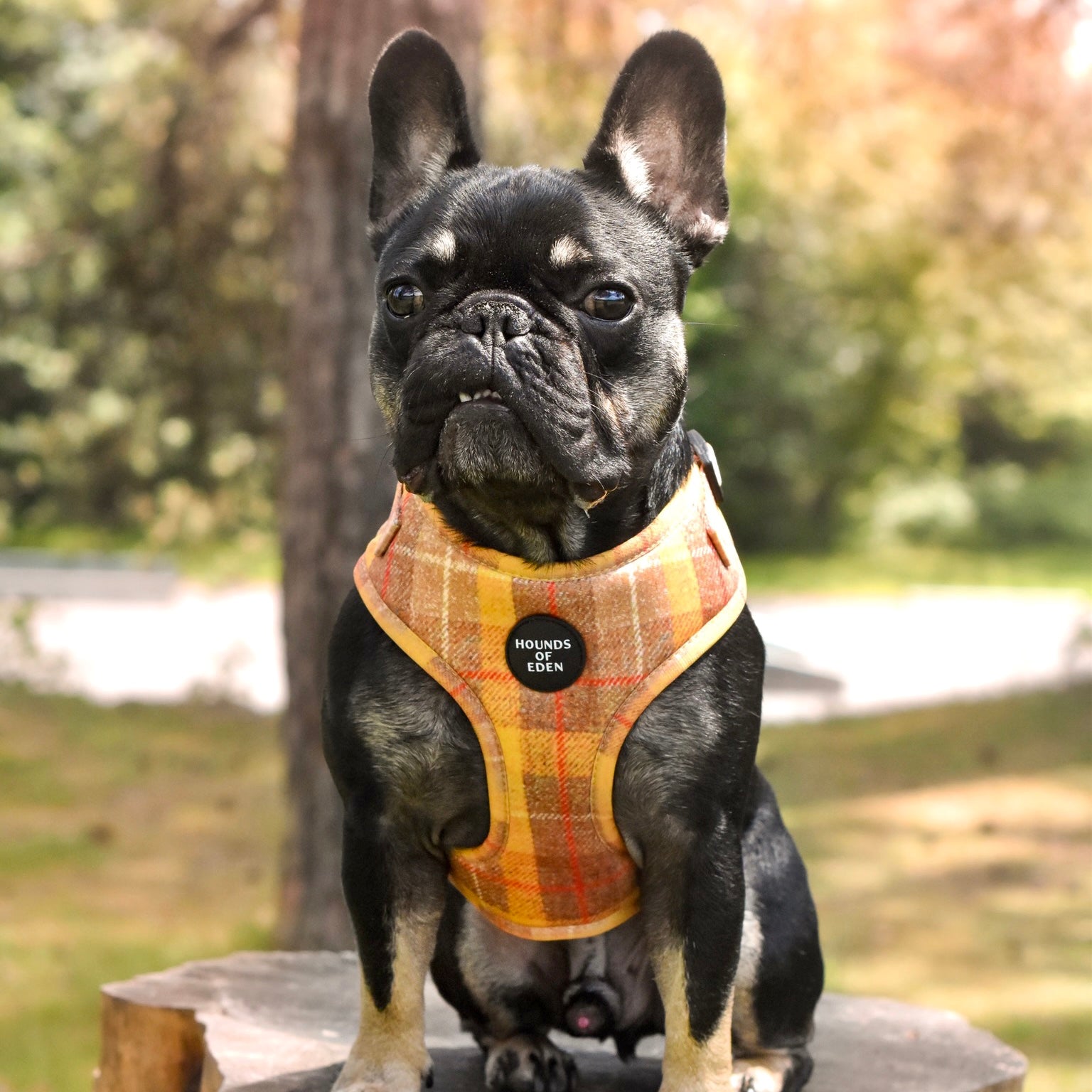 'Honey' - Yellow Check Dog Harness - The Bark Market