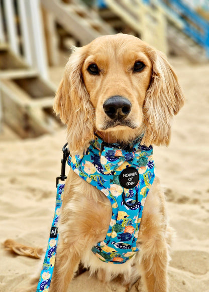 Under The Sea Design Dog Collar - The Bark Market
