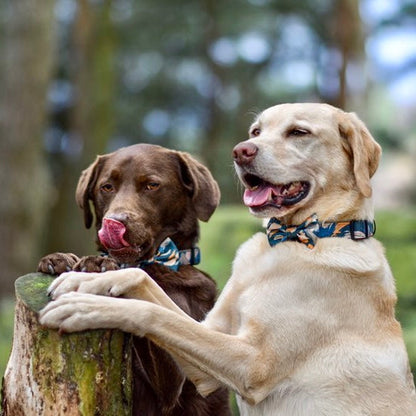 'Brush it Off' - Olive, Blue & Orange Camo Pattern Dog Collar - The Bark Market