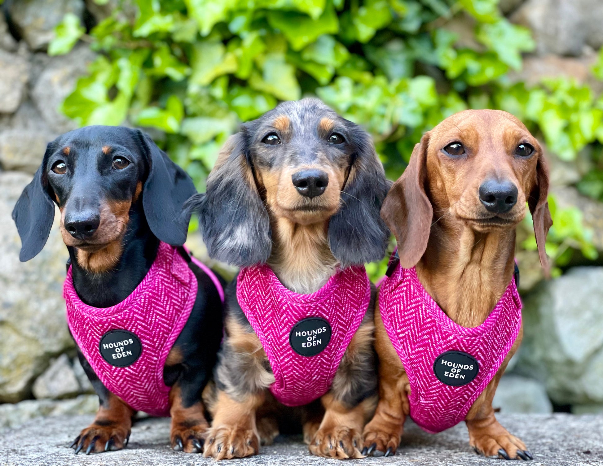 'Bella' - Pink Herringbone Dog Harness - The Bark Market