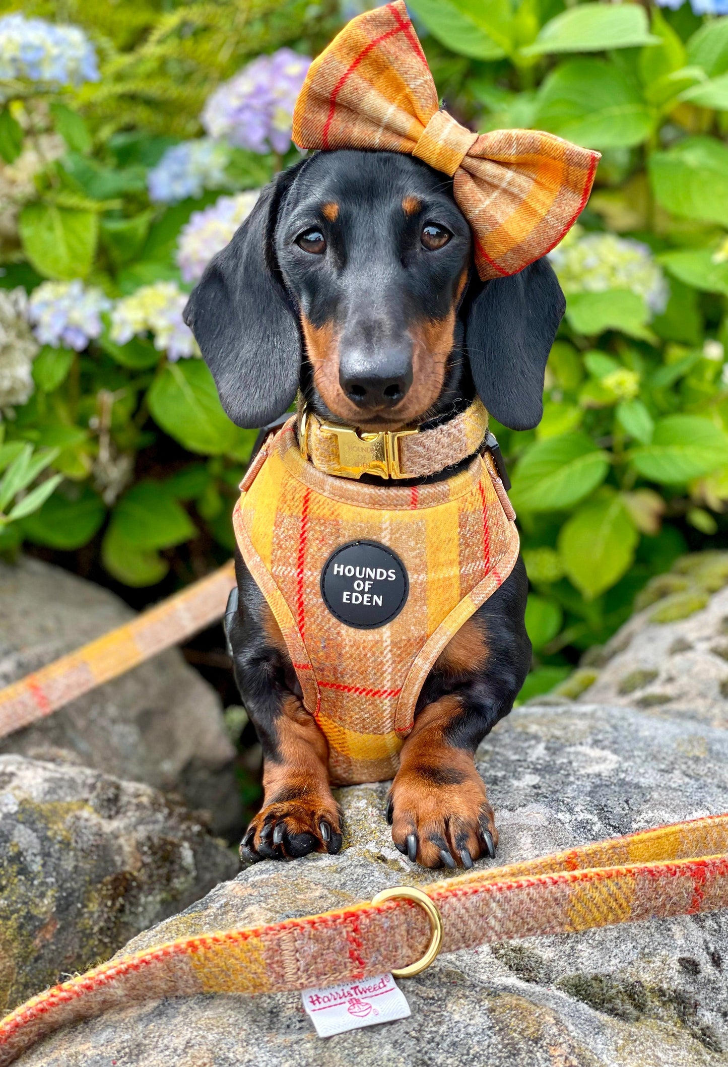 'Honey' - Yellow Check Dog Harness - The Bark Market