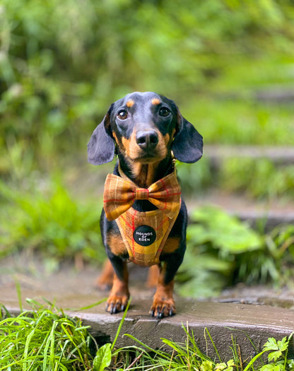 'Honey' - Yellow Check Dog Harness - The Bark Market