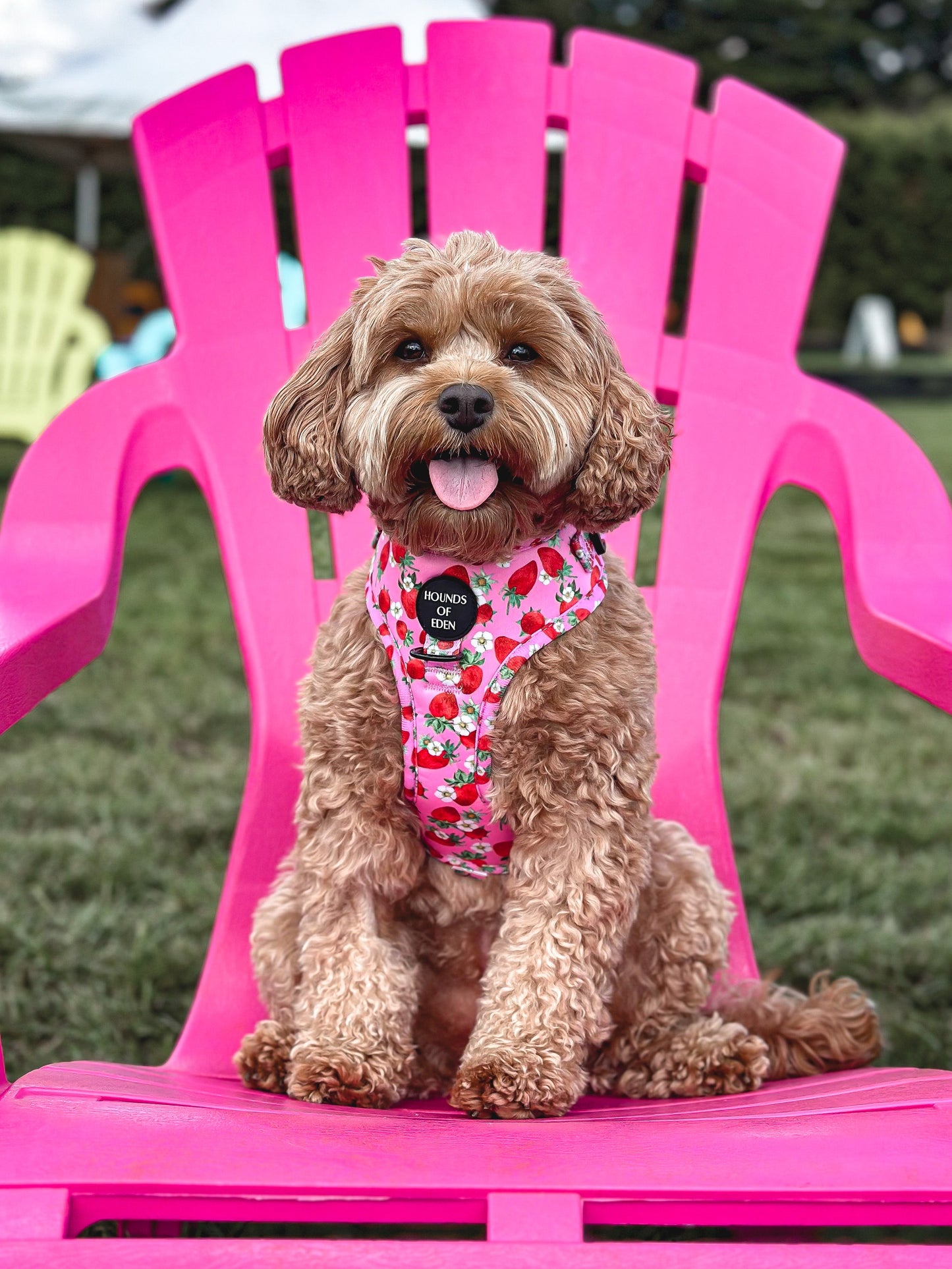 Strawberry Patch Design Dog Collar - The Bark Market