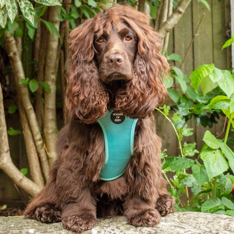 Tiffany's - Light Teal Velvet Dog Harness with Silver Metal Hardware - The Bark Market