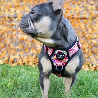 Supaw Strong™ 'Steel Leopard' Utility Harness - The Bark Market