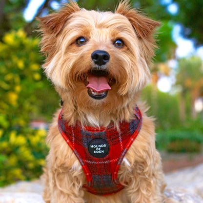 'Sammi' - Red & Grey Check Dog Harness - The Bark Market