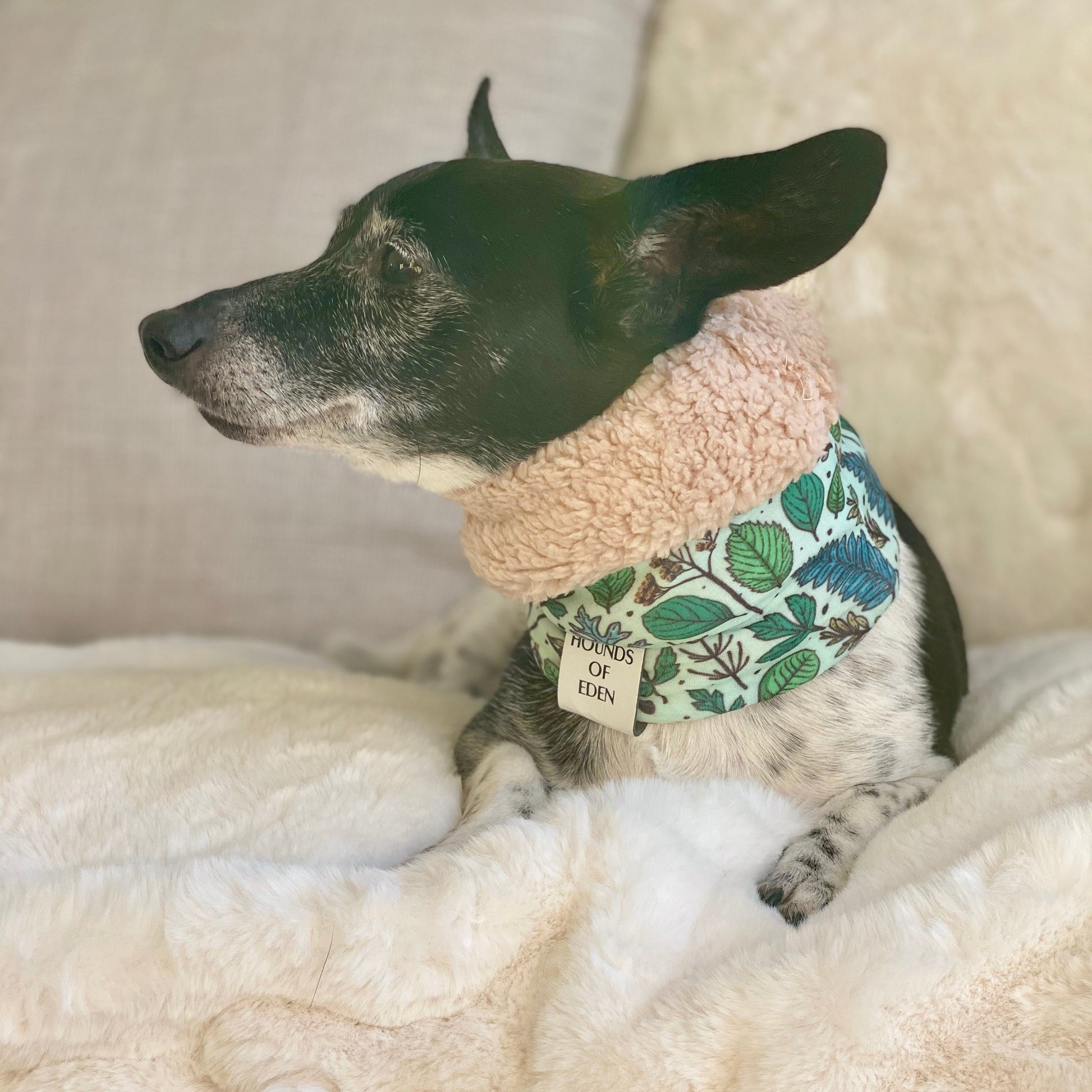 Ferntastic Dog Snood - The Bark Market