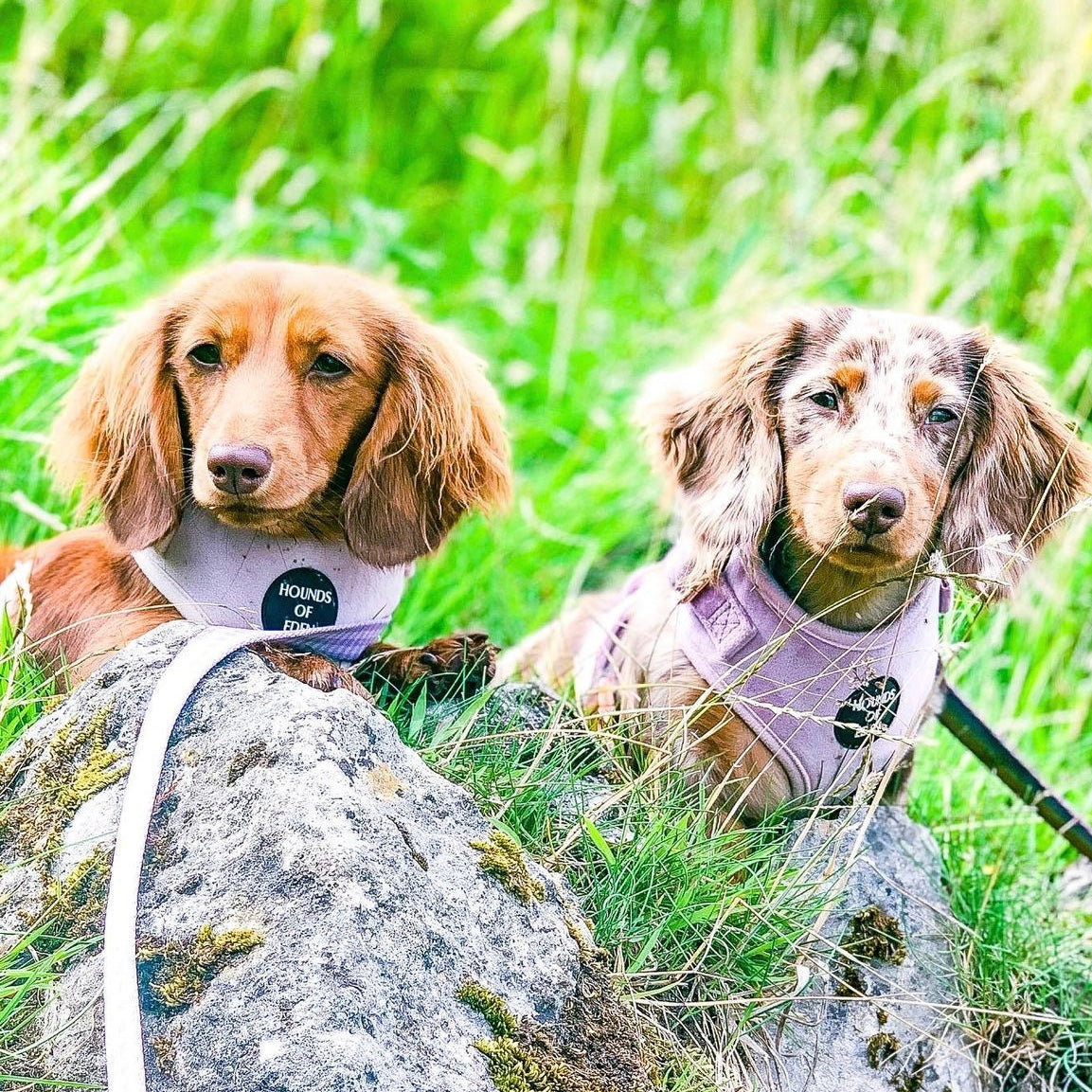 Lilac Dreams - Lilac Velvet Dog Harness with Rose Gold Metal Hardware - The Bark Market