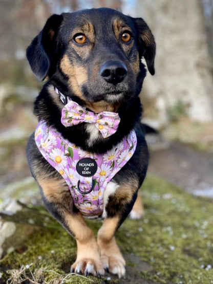 Daisy Dreams Design Dog Harness - The Bark Market