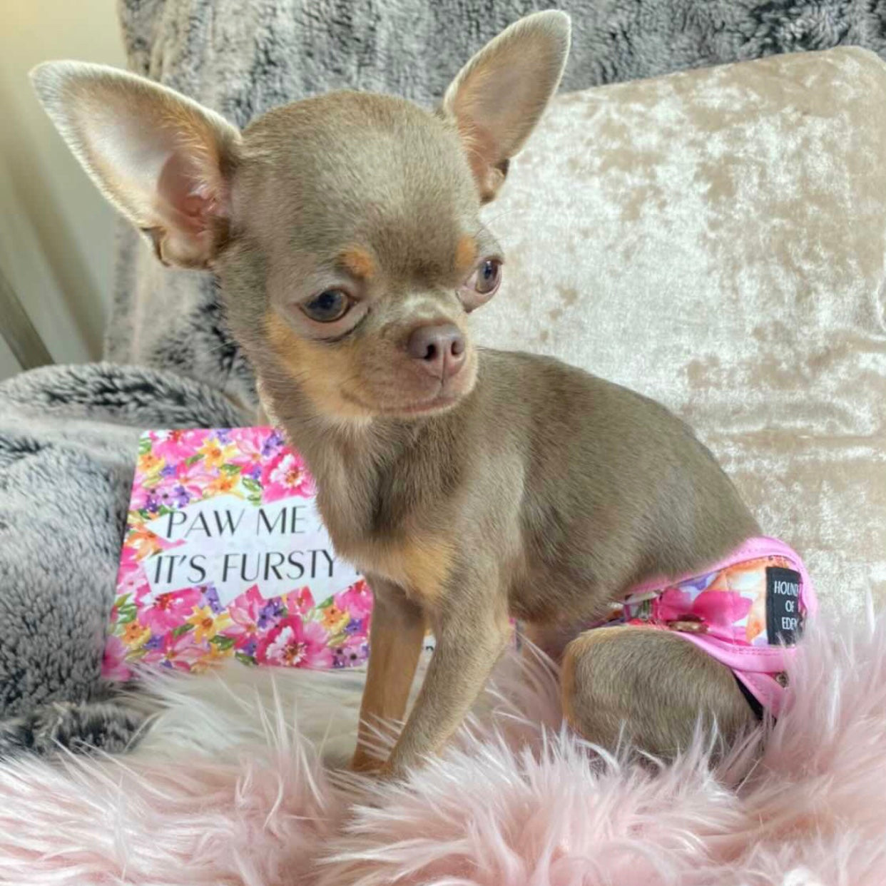 'Florentina' - Dog Season Hygiene Panties - The Bark Market