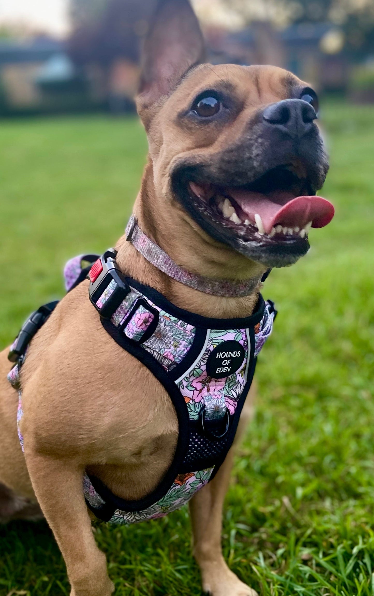 Supaw Strong™ Wild Blossom Utility Harness - The Bark Market