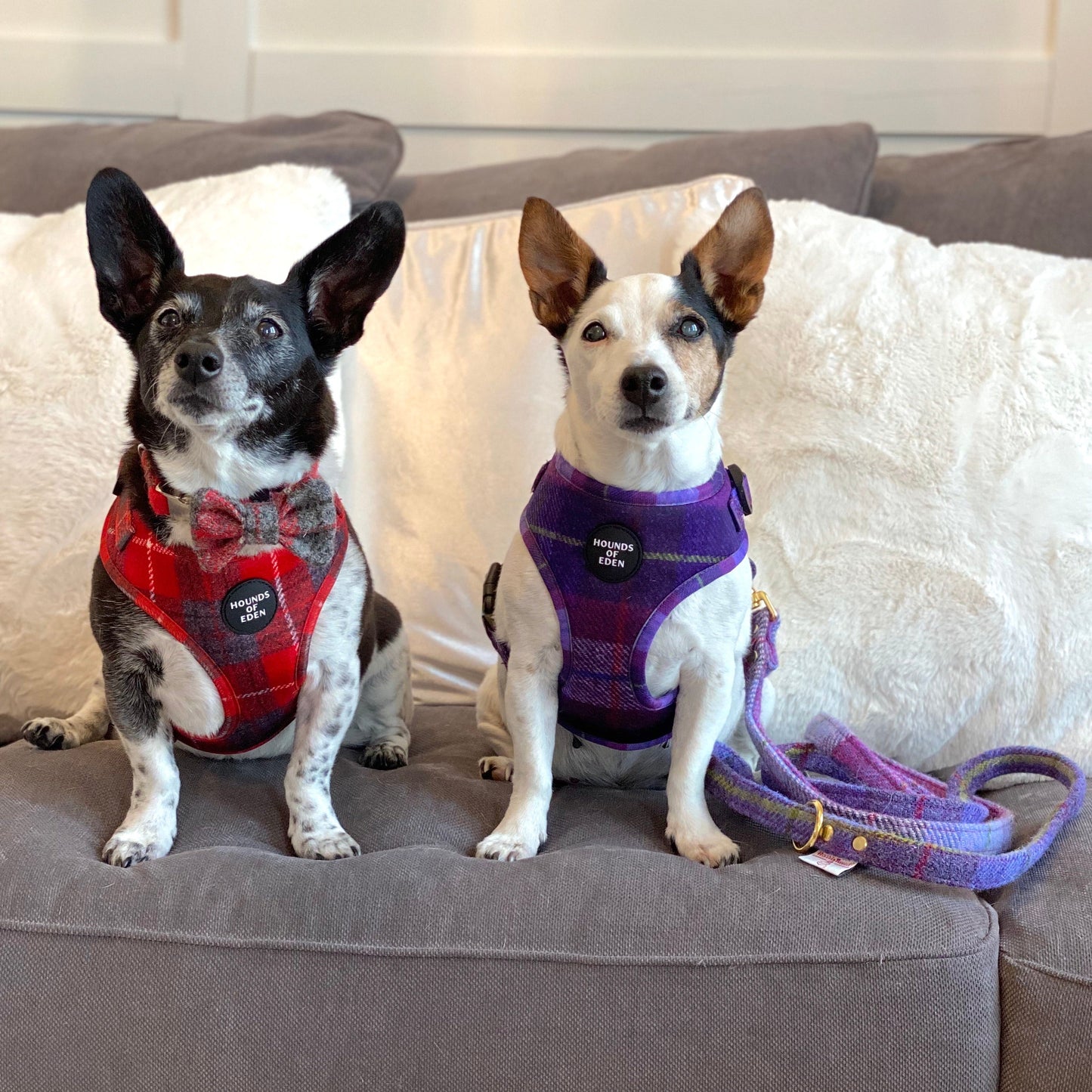 'Molly' - Pink & Purple Check Dog Harness - The Bark Market